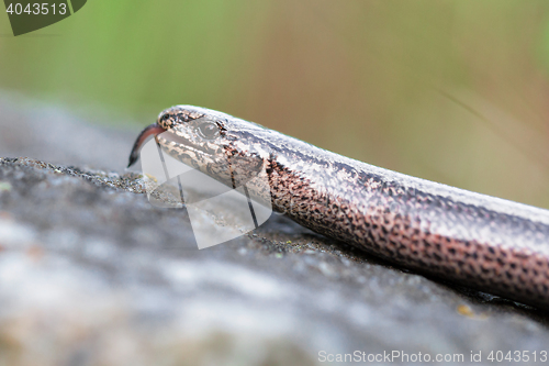 Image of Slow Worm or Blind Worm, Anguis fragilis