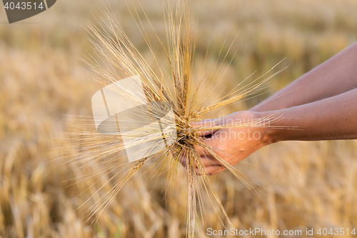 Image of Wheat ears barley in the hand