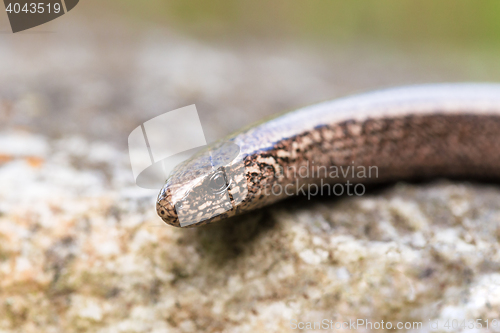 Image of Slow Worm or Blind Worm, Anguis fragilis