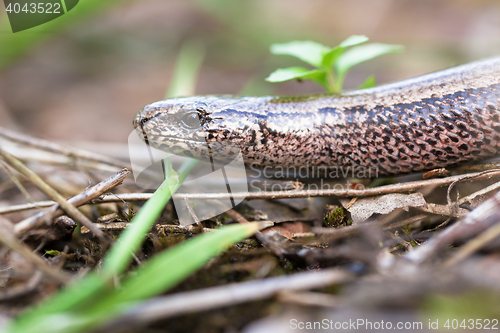 Image of Slow Worm or Blind Worm, Anguis fragilis