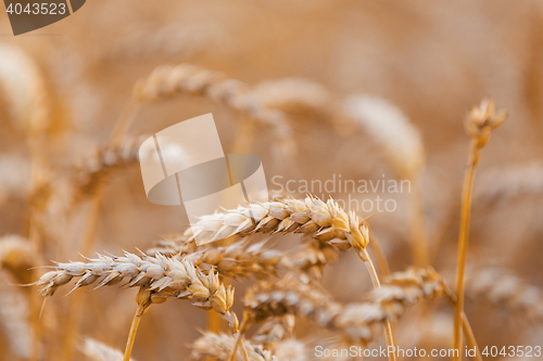 Image of Organic golden spring wheat grains 