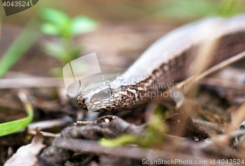 Image of Slow Worm or Blind Worm, Anguis fragilis