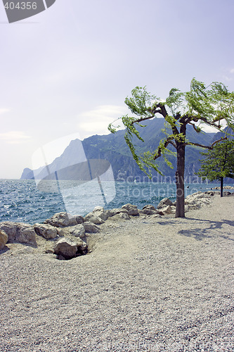 Image of Tree on rocky beach