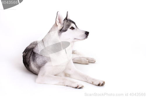 Image of siberian husky dog