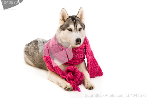 Image of siberian husky