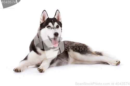 Image of siberian husky