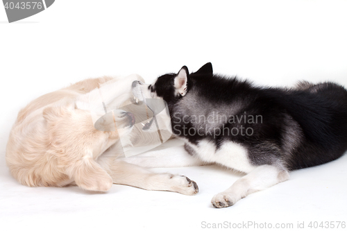 Image of siberian husky dog and labrador