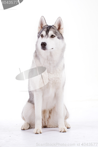 Image of siberian husky