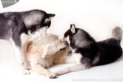 Image of siberian husky dog and labrador