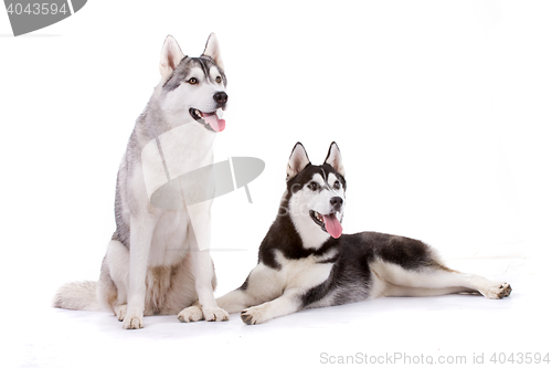 Image of siberian husky