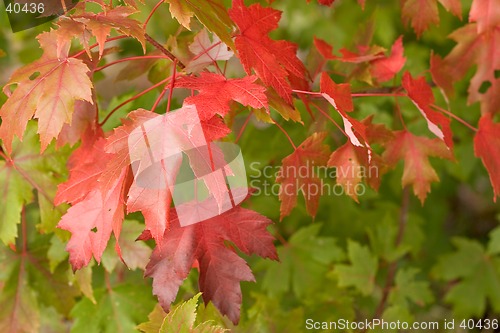 Image of Fall, Just Falling