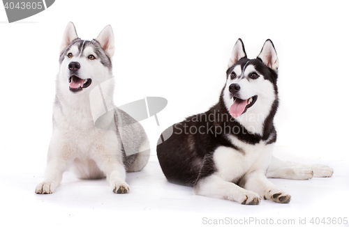 Image of siberian husky