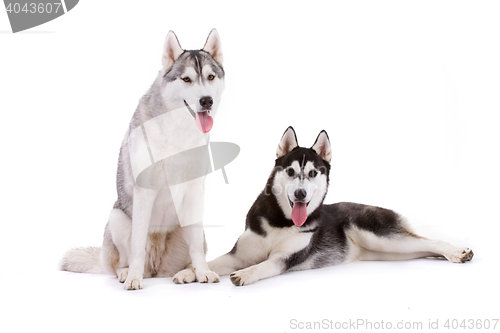 Image of siberian husky