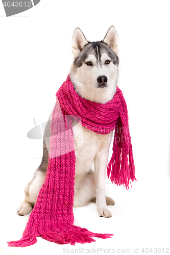 Image of siberian husky