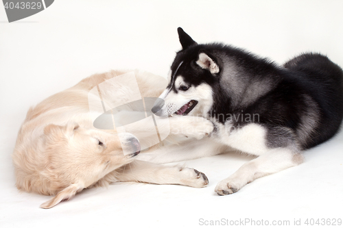 Image of siberian husky dog and labrador