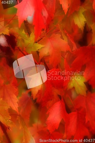Image of Fall Leaves 2