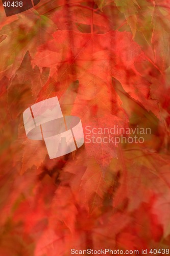 Image of Fall Leaves 3
