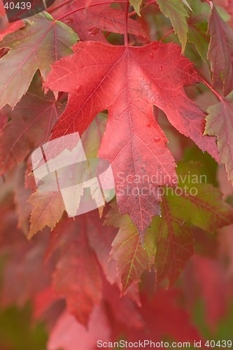 Image of Fall Leaves