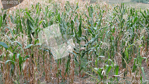 Image of Maize Field