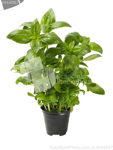 Image of Basil in pot