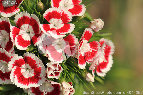 Image of red and white flowers