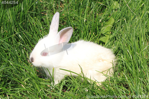Image of small rabbit in the grass