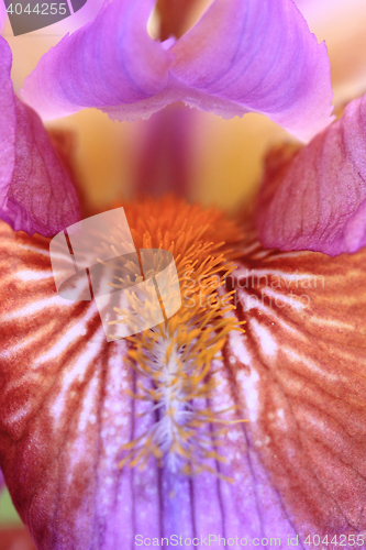 Image of detail of iris flower\r\n