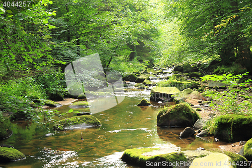 Image of river in the green spring forest