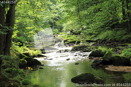 Image of river in the green spring forest