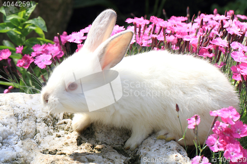 Image of rabbit in the violet flowers
