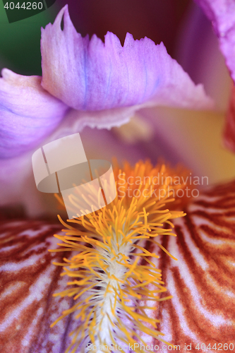 Image of detail of iris flower\r\n