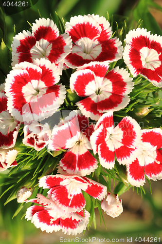 Image of red and white flowers