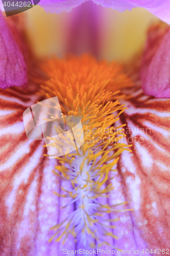 Image of detail of iris flower\r\n