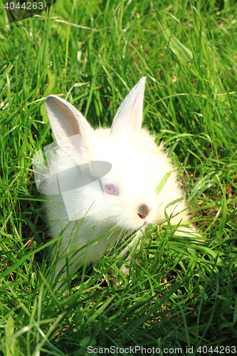 Image of small rabbit in the grass