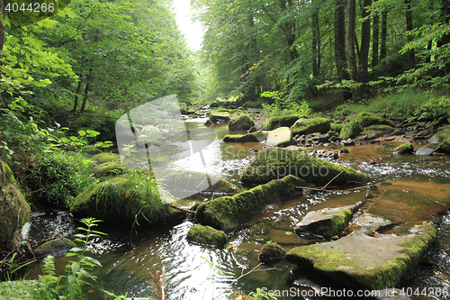 Image of river in the green spring forest