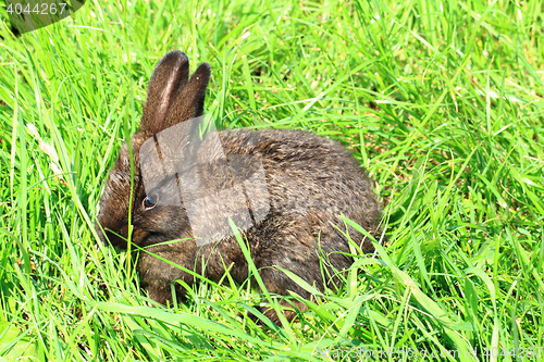 Image of small rabbit in the grass
