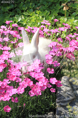 Image of rabbit in the violet flowers