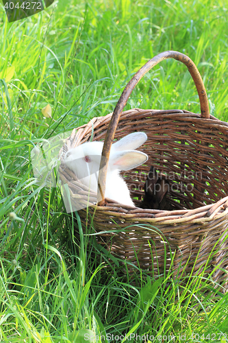 Image of small rabbit in the grass