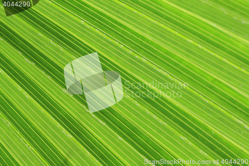 Image of green palm tree texture