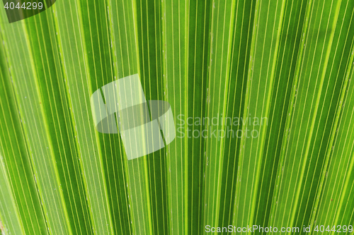 Image of green palm tree texture