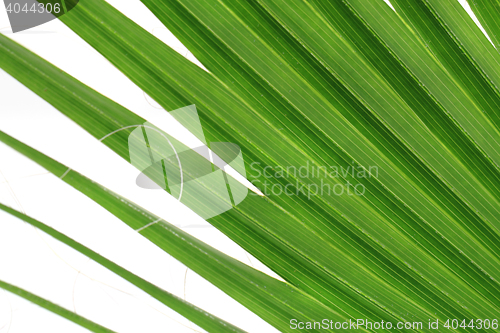 Image of green palm tree texture