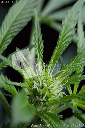 Image of Marijuana plant close up