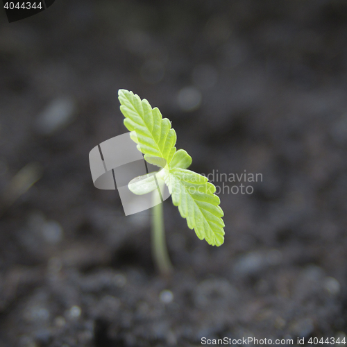 Image of Marijuana seedling close up