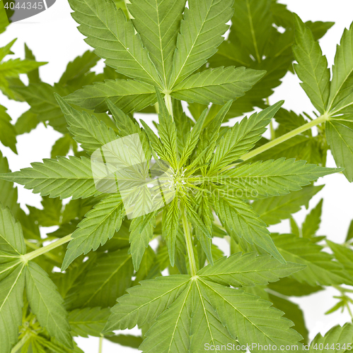Image of Marijuana plant isolated