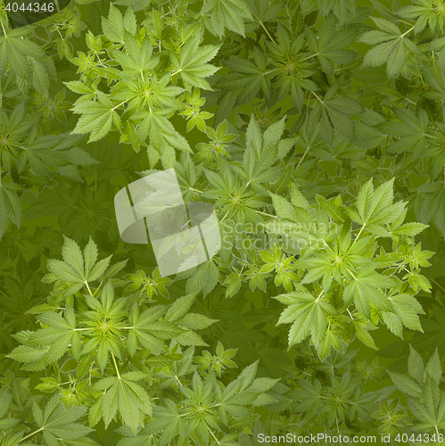 Image of Marijuana seamless background