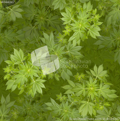 Image of Marijuana seamless background