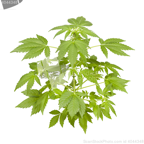 Image of Marijuana plant isolated