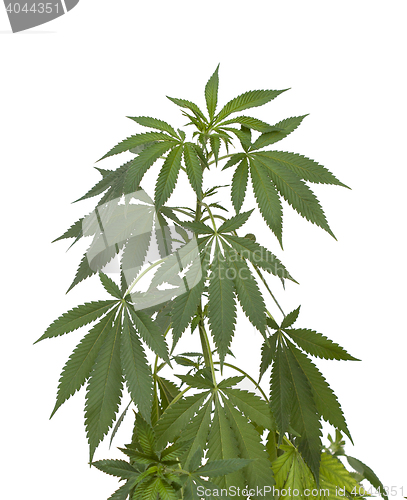 Image of Marijuana plant on white