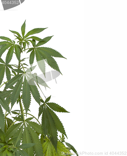 Image of Marijuana plant on white