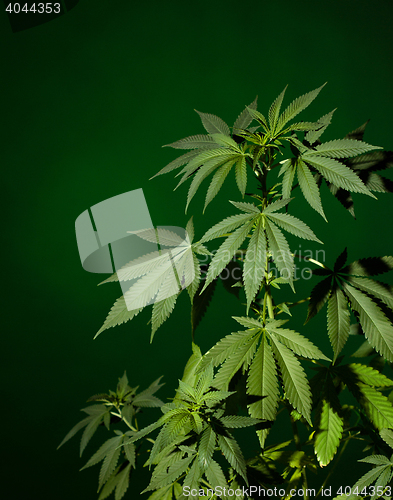 Image of Marijuana plant background